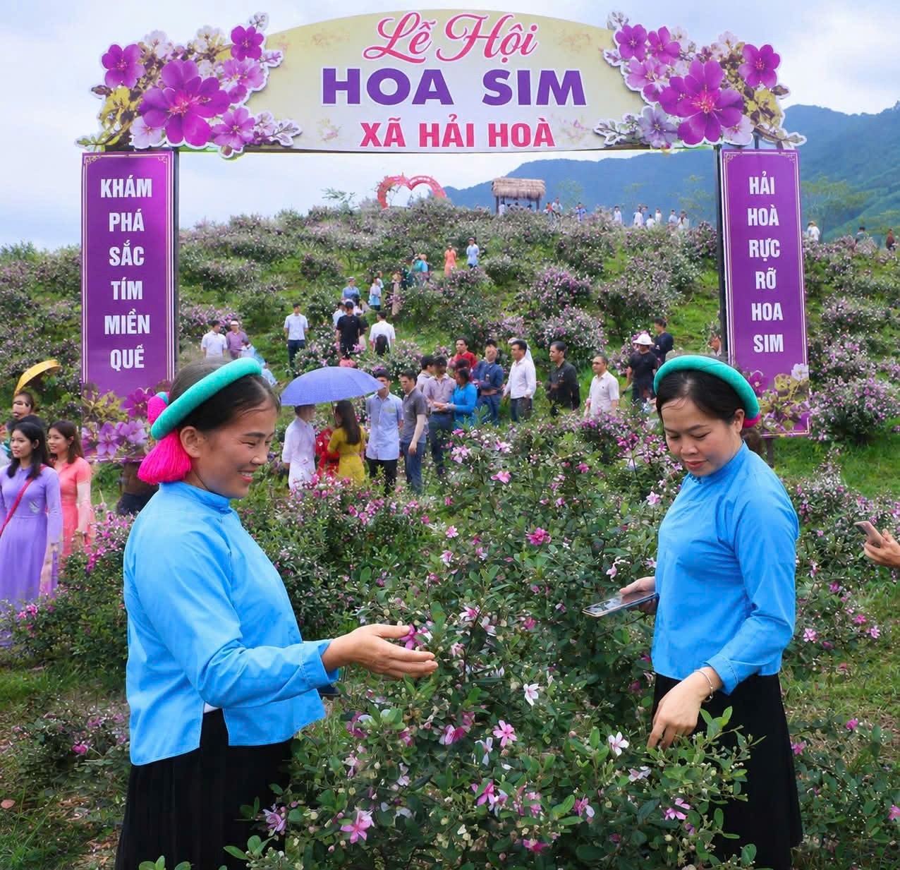a-8-le-hoi-hoa-sim-hai-hoa-1779108563 a-8-le-hoi-hoa-sim-hai-hoa-1779108563.jpg